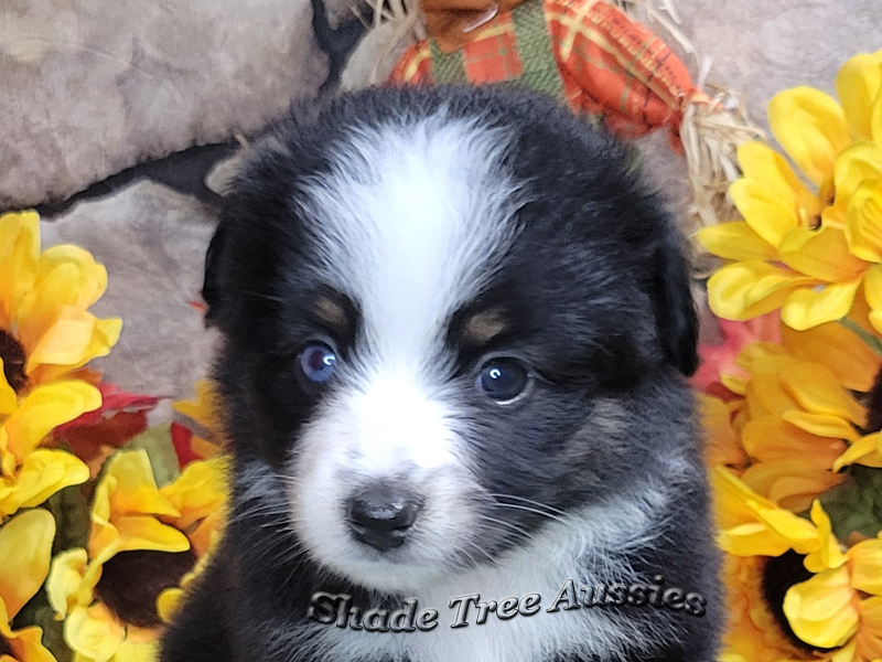 Thursday is a black tri large Toy Aussie female with one blue eye.