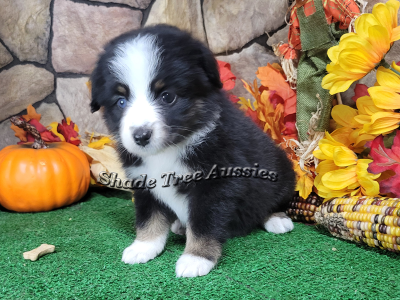 Thursday is a black tri large Toy Aussie female with one blue eye.