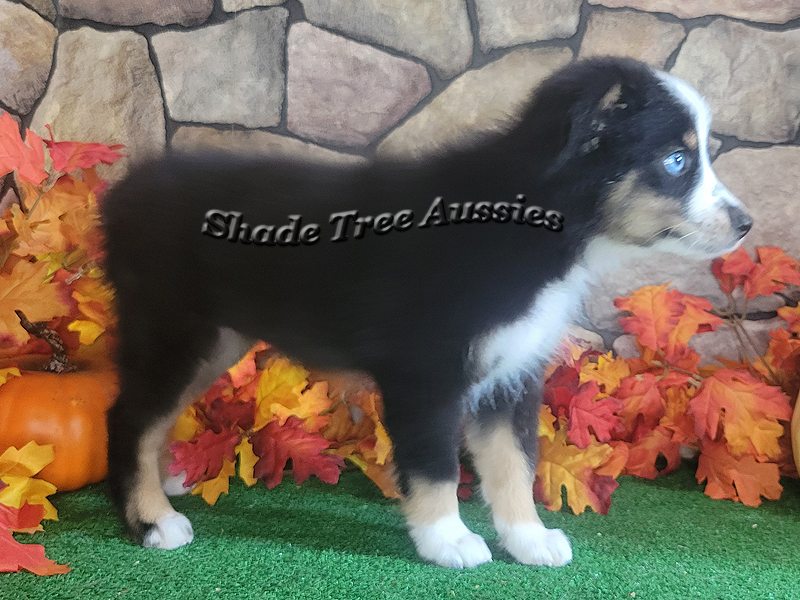 Black tri female Toy Aussie puppy for sale.