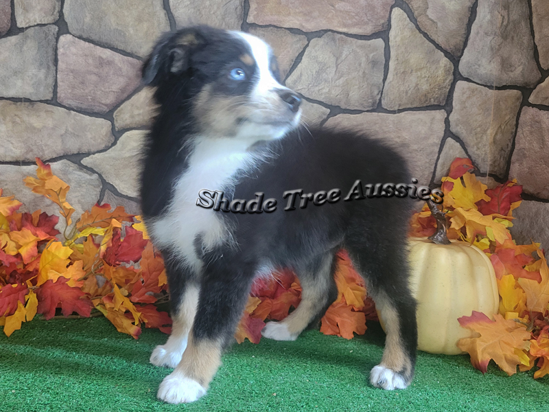 Thursday is a little larger Toy Aussie puppy. She will make someone a fun pet. 