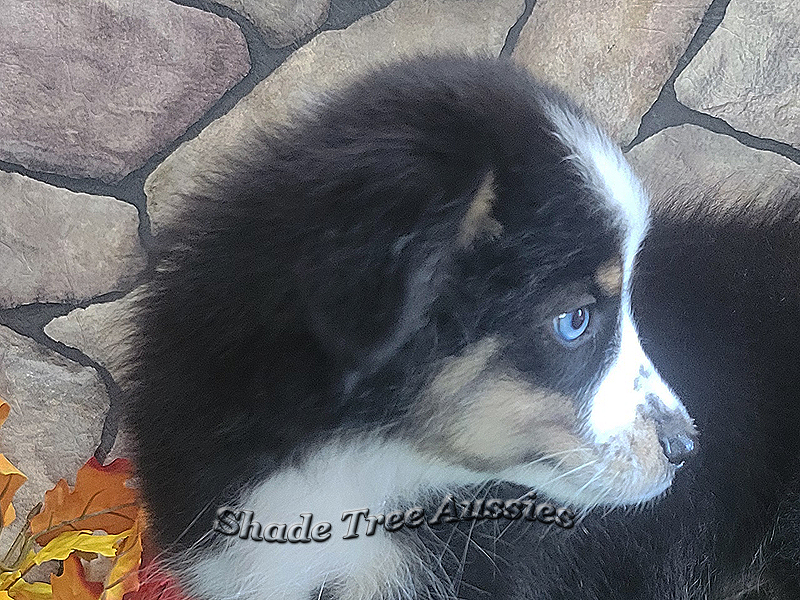 Thursday is a black tri large Toy Aussie female with one blue eye.