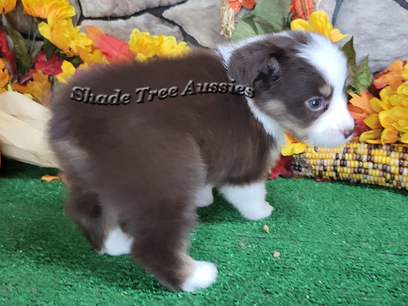 Wednesday is a red Tri Toy Aussie female puppy in Central Oklahoma.