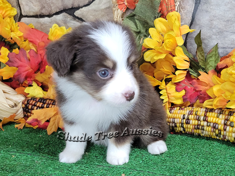 Wednesday is a red Tri small Toy Aussie female puppy.