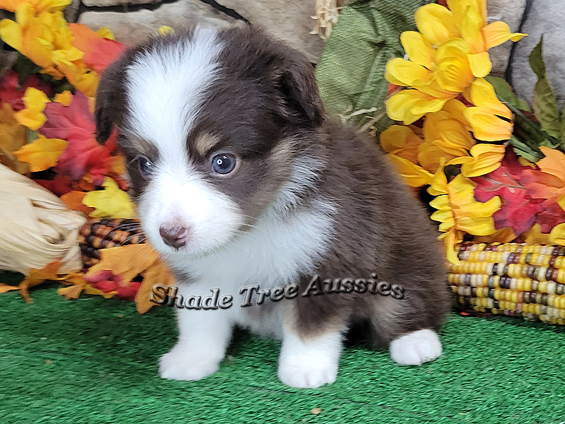 This little red tri female will be a small Toy Australian Shepherd.