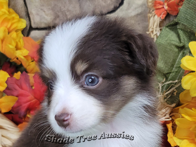 Wednesday is a red Tri Toy Aussie female puppy in Central Oklahoma.