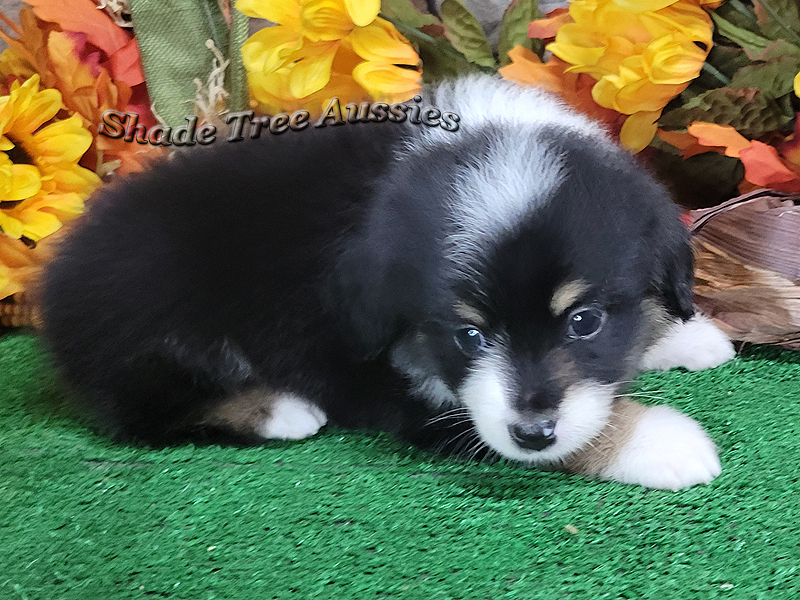 Saturday has really cute eye brows to go with her unusual face markings. 