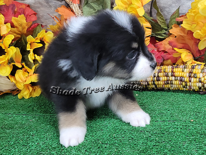 Saturday is a sweet black tri female Toy Aussie puppy for sale in Central Oklahoma.