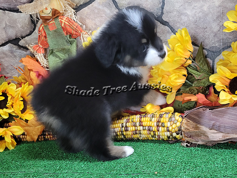 The stripe down her nose is an unusual marking in this breed. 