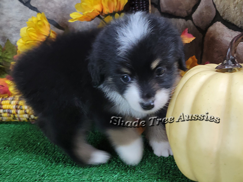 Saturday is a sweet black tri female Toy Aussie puppy.