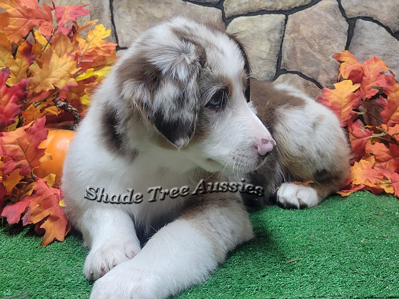 This red merle male is going to be large for our program. He is a throw back to some of the standards we started with.