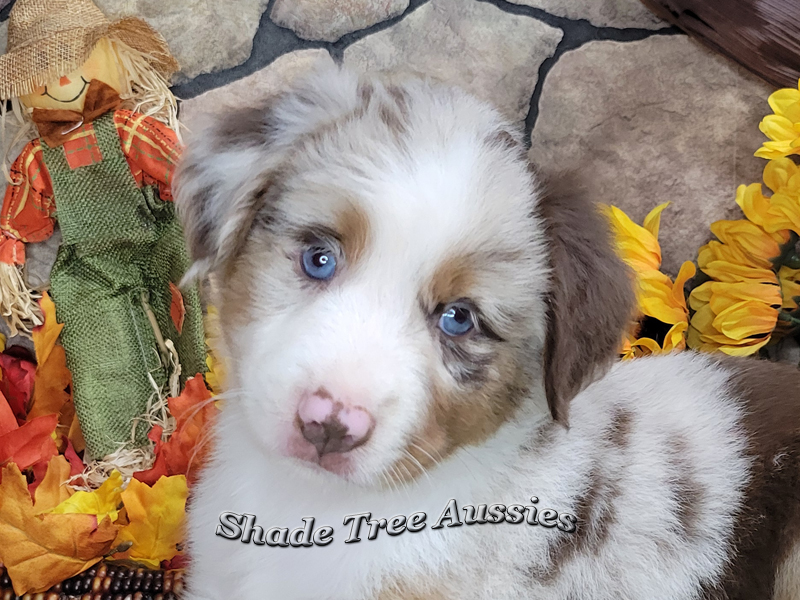 Big Red is a large Miniature Australian Shepherd red merle with 2 blue eyes. 