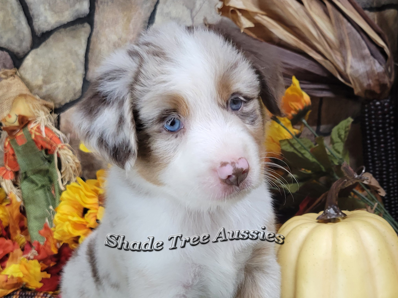 Big Red is a large Miniature Australian Shepherd red merle with 2 blue eyes. 