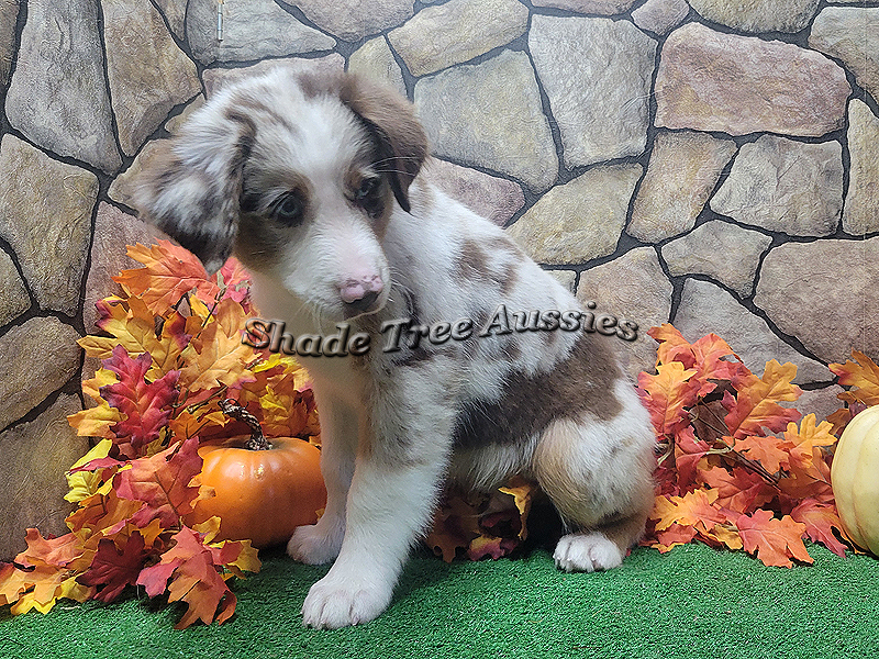 Big red is a large Mini with a pretty markings and sweet personality. 