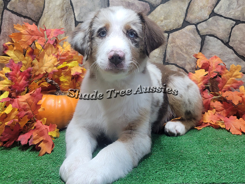 Big Red is a large Miniature Australian Shepherd red merle with 2 blue eyes. 