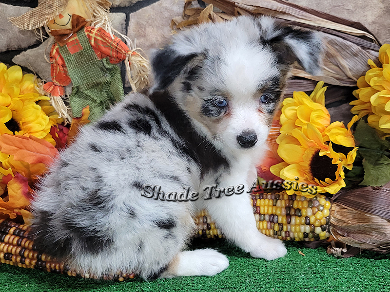 This little blue eyed blue merle male will be a Mini Aussie.