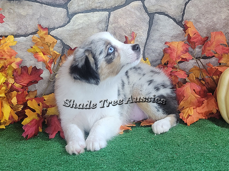 Walter showing off his pretty head and his bright white tuxedo front.