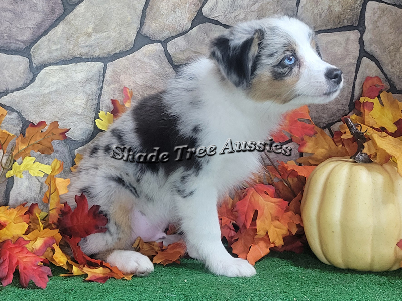 Walter is a blue merle Miniature Australian Shepherd puppy with 2 blue eyes.