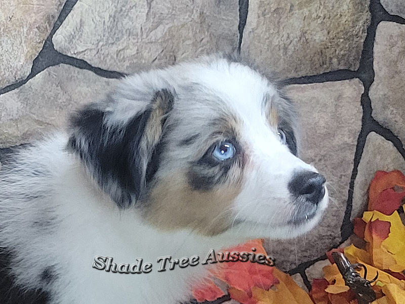 Walter is a blue merle Miniature Australian Shepherd puppy with 2 blue eyes