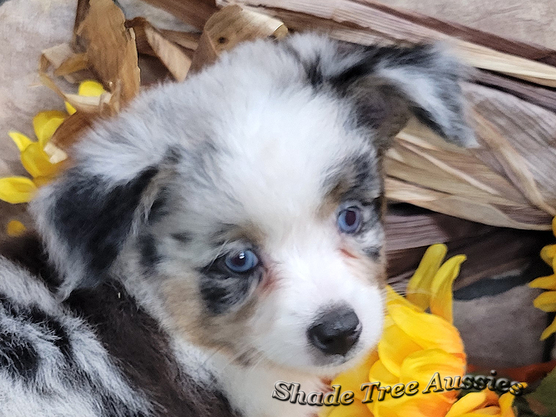 Walter is a blue merle Miniature Australian Shepherd puppy with 2 blue eyes