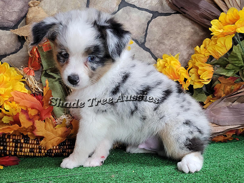 Walter is a blue merle Miniature Australian Shepherd puppy with 2 blue eyes.