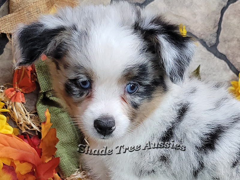 This little guy is a blue merle Miniature American Shepherd with 2 blue eyes.