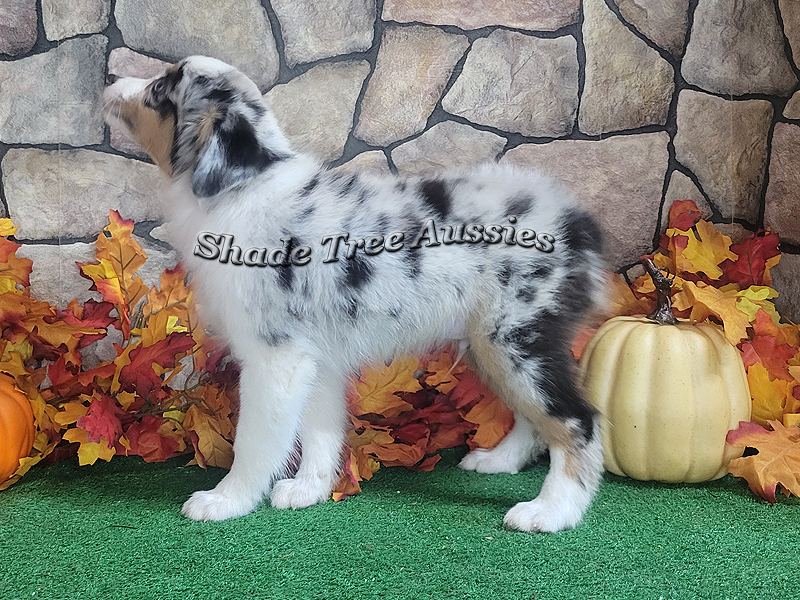 Walter is a beautiful blue merle male with a full collar and tall front socks. 