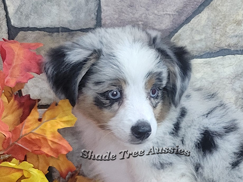 This blue merle Toy Aussie male is going to be a beautiful dog.