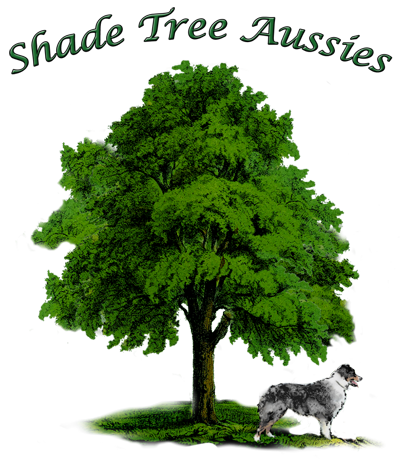 Shade Tree Aussies logo.