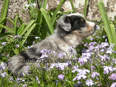 A performance-bred blue merle Miniature American Shepherd puppy sitting among flowers at Shade Tree Aussies.