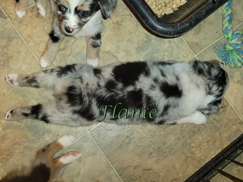 Six-week-old blue merle Miniature American Shepherd puppy Flame sleeping soundly on her stomach in a dog sploot.