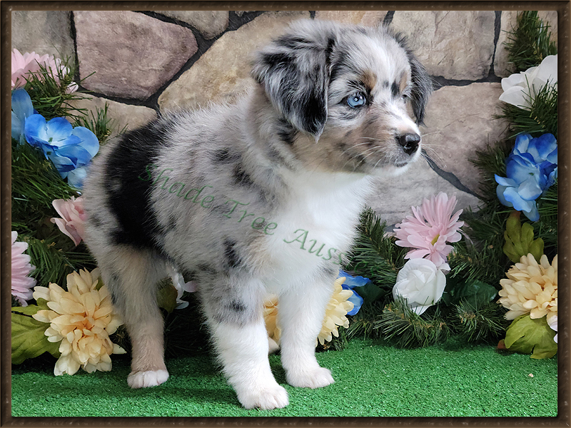 Blue merle Miniature American Shepherd puppy Flame standing in a stacked pose against a stone and floral background.