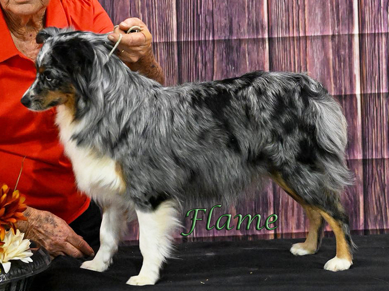 Stacked yearling blue merle Miniature American Shepherd Flame standing at a dog show before her conformation class.