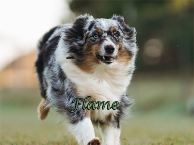 Action shot of Flame, a blue merle female Miniature American Shepherd, in a full out run nearing the end of a Fast CAT course.