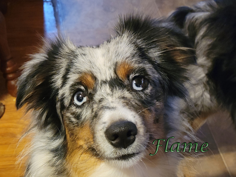 Close-up portrait of Flame, a blue merle Miniature American Shepherd, showing her marbled blue and dark brown eyes.