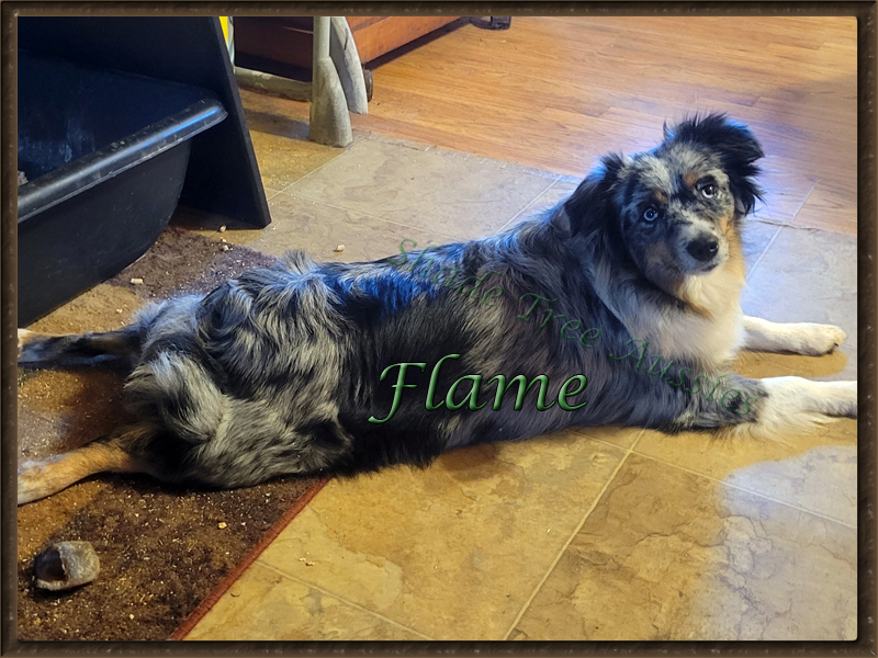 Two-year-old blue merle Miniature American Shepherd Flame relaxing on the floor in a full dog sploot position.