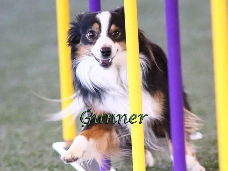 Gunner a black tri male doing weaves in agility