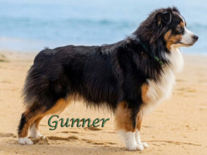Gunner is a handsome black tri Miniature American Shepherd male. 