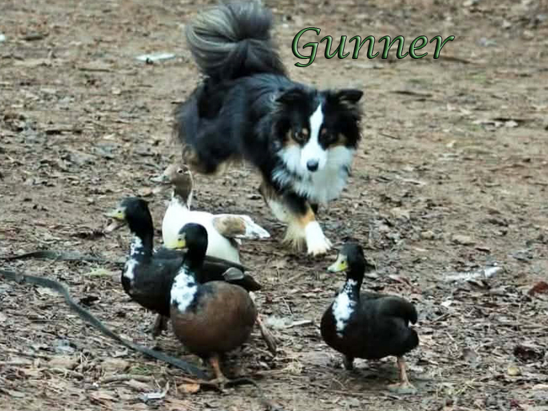 Gunner a male Mini American herding ducks.