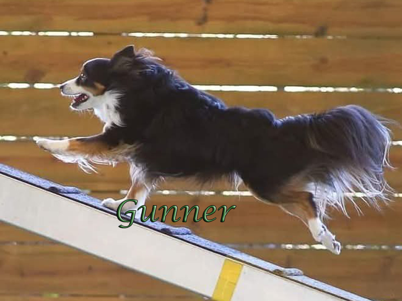 Gunner racing up the ramp to the dog walk.