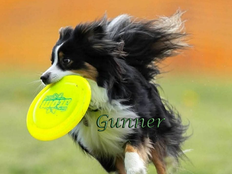 Gunner playing with his bright yellow frisbee or disc