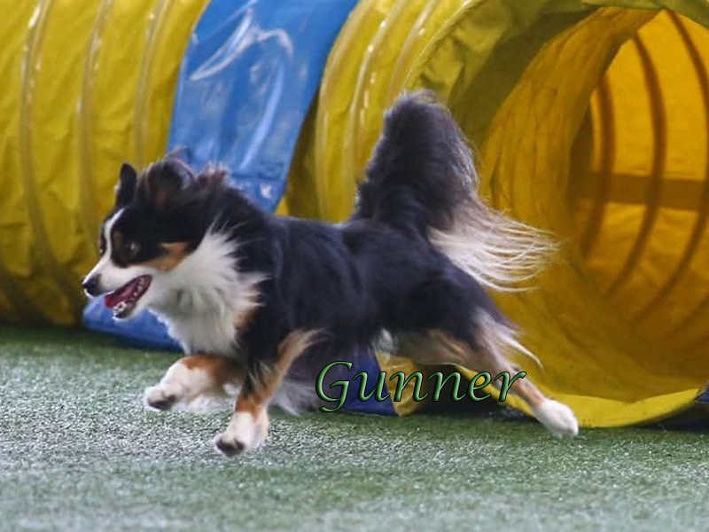 Gunner, a black tri Miniature American Shepherd leaving a tunnel in an agility trial.